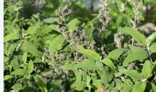 密蒙花的功效与作用 密蒙花的功效与作用